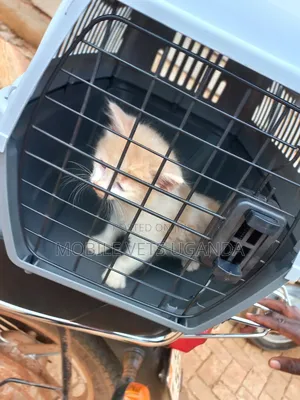 0-1 month Male Purebred Turkish Angora