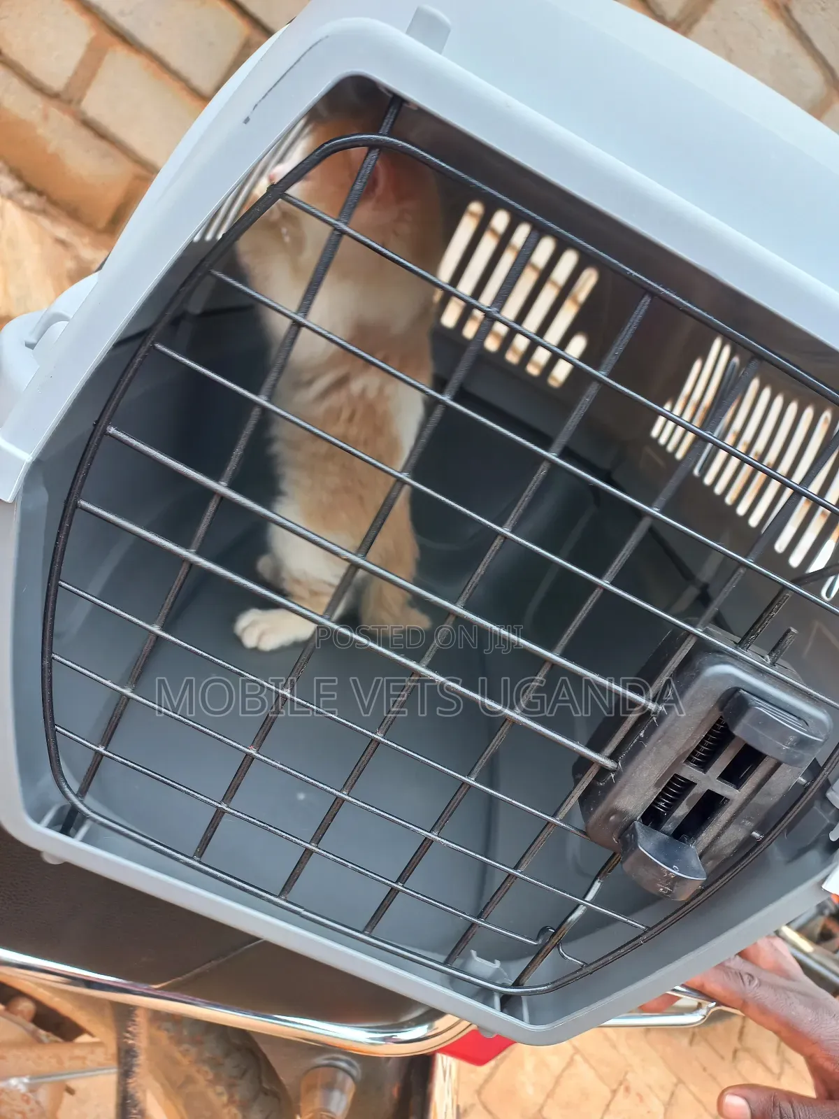 1-3 months Male Purebred Burmilla