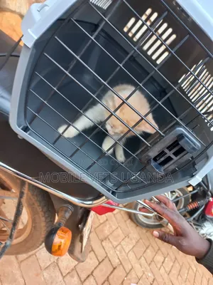 1-3 months Male Purebred Tabby