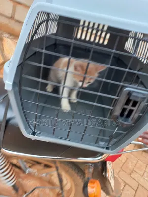 3-6 months Female Purebred British Shorthair