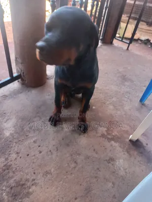 6-12 months Male Purebred Rottweiler