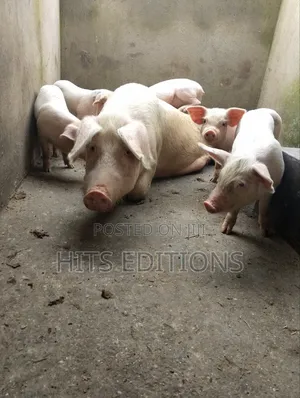 2 Months Piglets and Pregnant Pigs F1combrough and Landrace