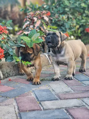 1-3 months Female Purebred Boerboel