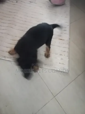 0-1 month Female Purebred German Shepherd