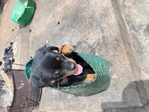 1-3 months Female Purebred Rottweiler