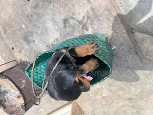 1-3 months Male Purebred Rottweiler