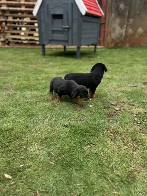 1-3 months Male Purebred Rottweiler