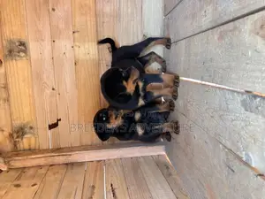 1-3 months Female Purebred Rottweiler