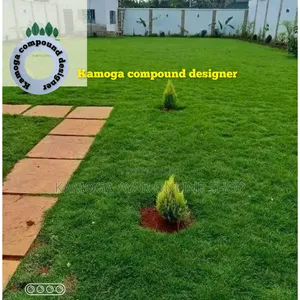 Carpet Paspalum Grass and Landscape