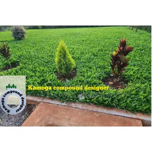 Natural Paspalum Grass Lawn Stake and Landscape