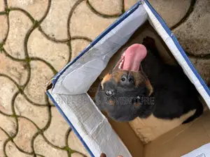 1-3 months Female Purebred Rottweiler