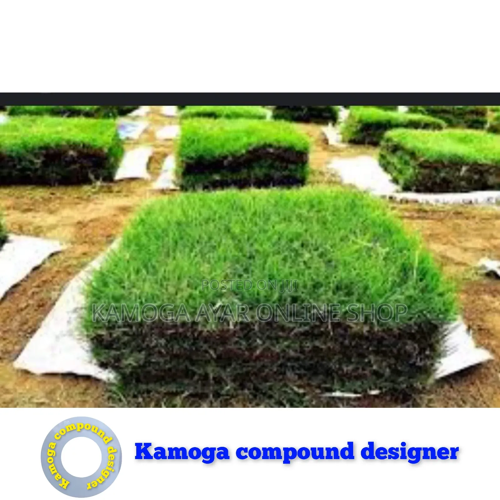 Hybrid Natural Compound Paspalum Grass and Landscape