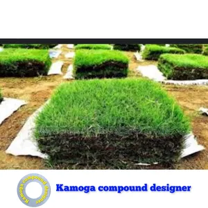 Hybrid Natural Compound Paspalum Grass and Landscape