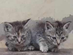 1-3 months Male Purebred British Shorthair