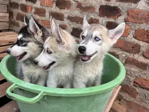 1-3 months Male Purebred Siberian Husky