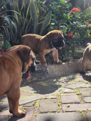 1-3 months Male Purebred Boerboel