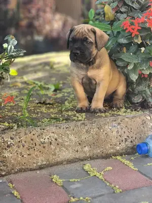 1-3 months Female Purebred Boerboel