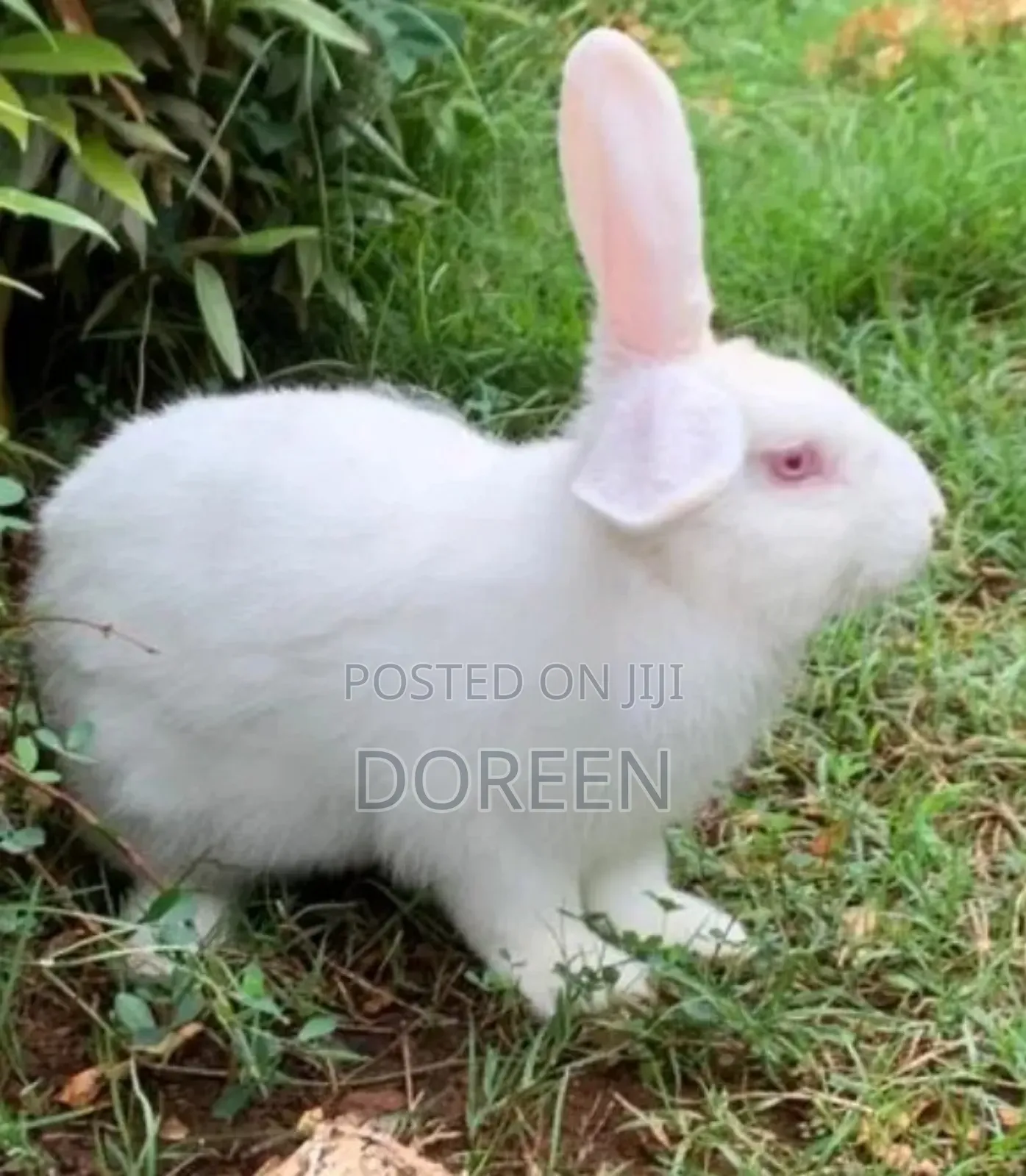 Rabbit Meat