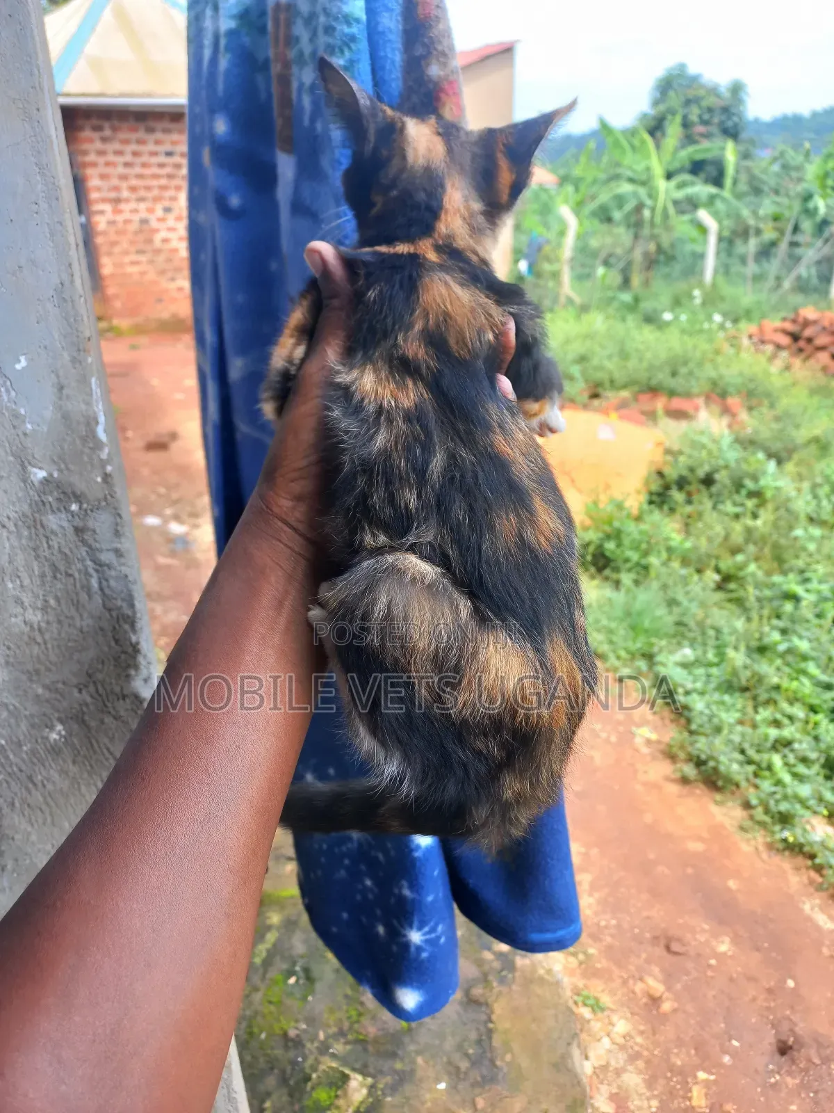 3-6 months Male Purebred Bombay