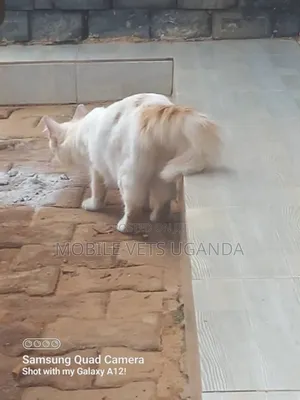 6-12 months Female Purebred Ragdoll