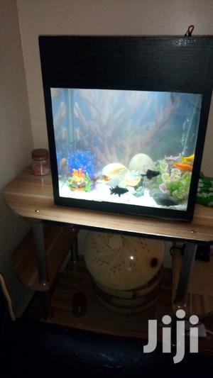 Simple And Cheap Aquarium