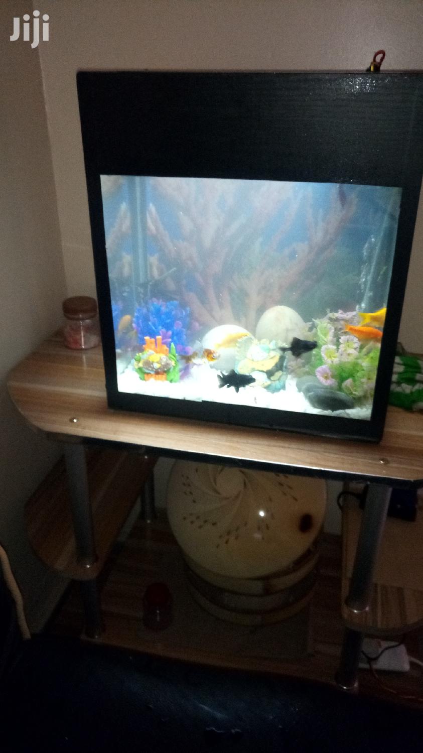 Simple And Cheap Aquarium