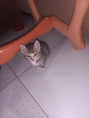 0-1 month Male Purebred British Shorthair