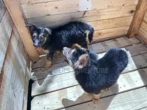 1-3 months Male Purebred German Shepherd