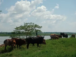 Land for Grazing Cattles in Amuru
