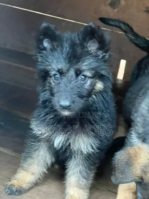 1-3 months Male Purebred German Shepherd
