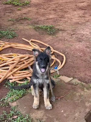 1-3 months Male Purebred German Shepherd