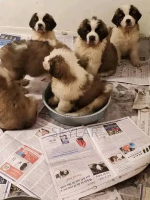 1-3 months Male Purebred Saint Bernard