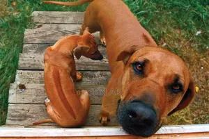 1-3 months Male Purebred Rhodesian Ridgeback