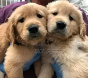 1-3 months Male Purebred Golden Retriever