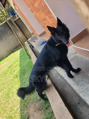 1+ year Male Purebred German Shepherd