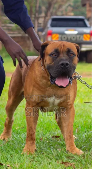 1+ year Male Purebred Boerboel