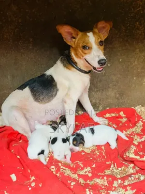 1-3 months Male Purebred Jack Russell Terrier