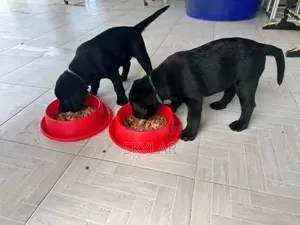 1-3 months Male Purebred Labrador Retriever