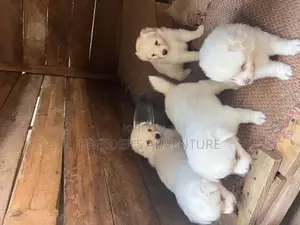 1-3 months Male Purebred Japanese Spitz
