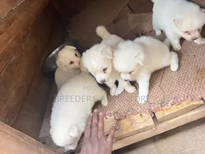 1-3 months Male Purebred Samoyed