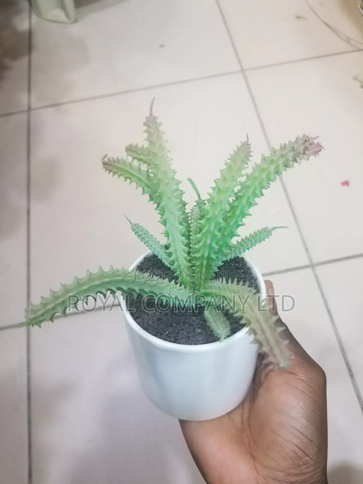 Artificial Flower Aloe Vera Plant /Artificial