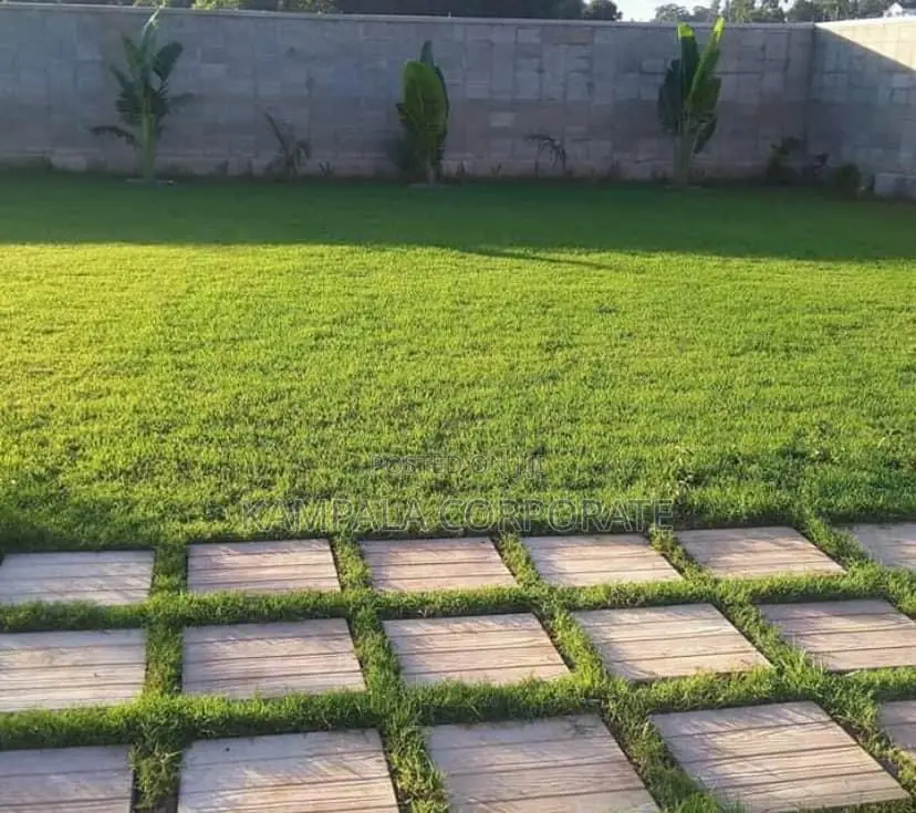 Natural Grass for Compound Free Planting