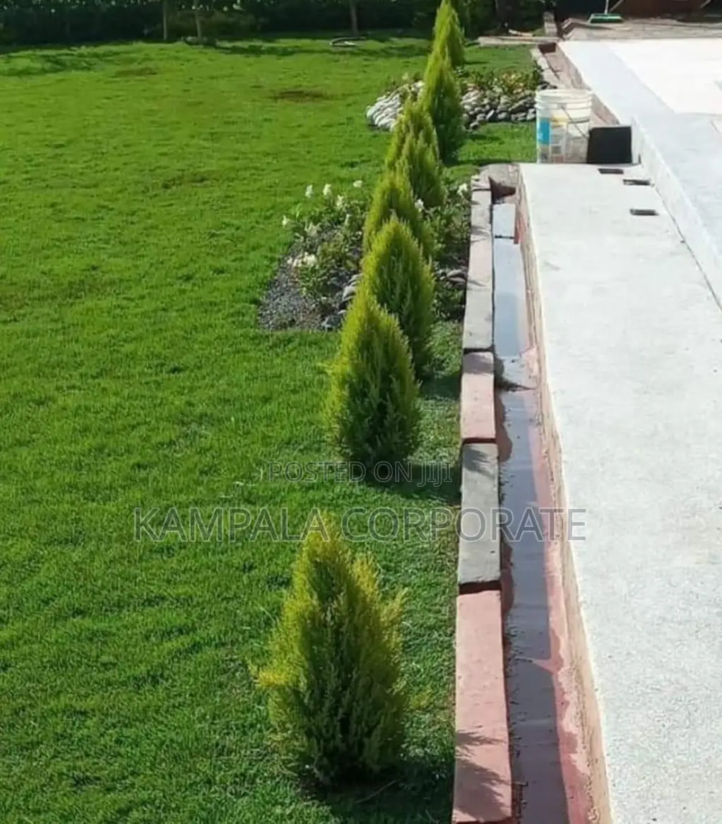 Natural Grass for Compound Free Planting