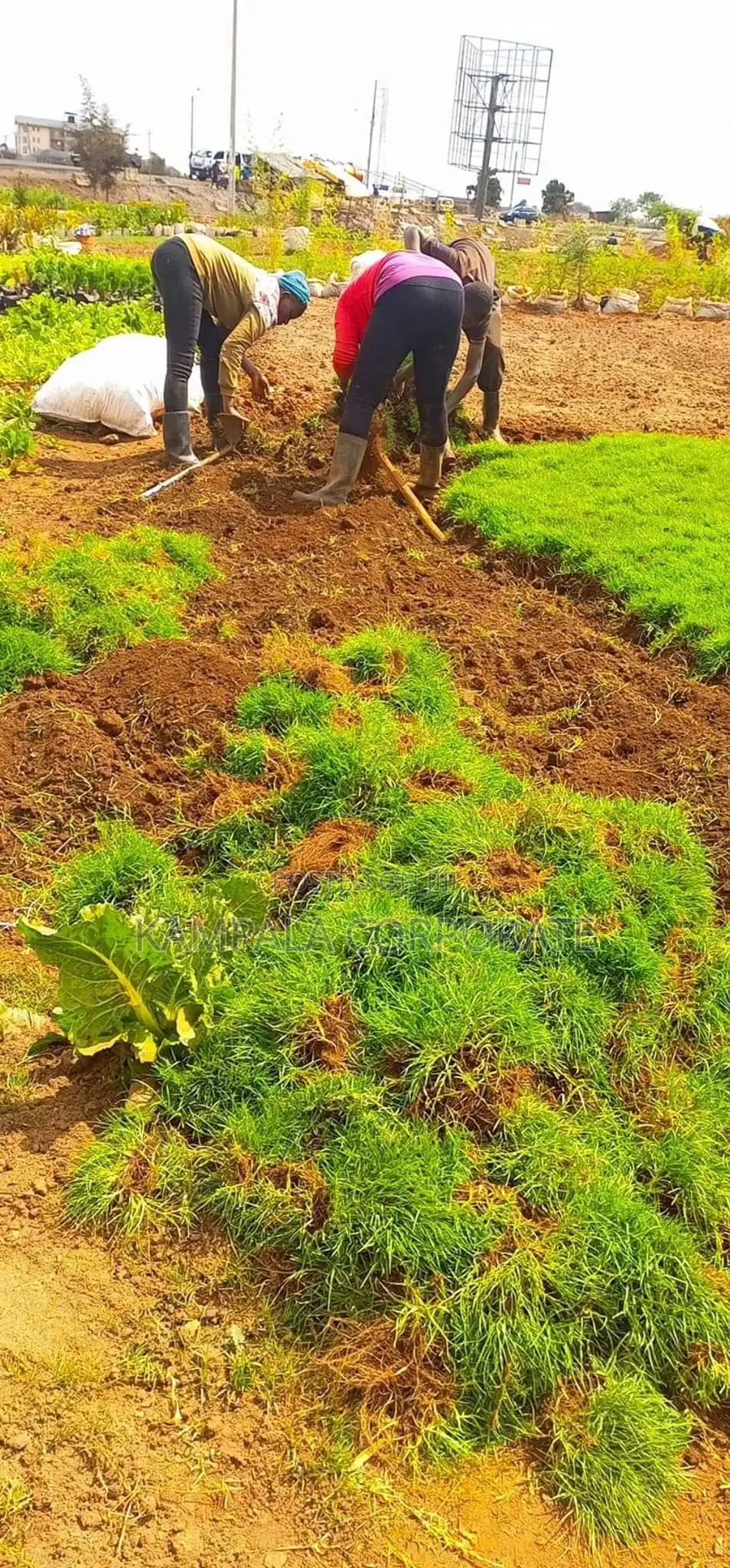 Natural Grass for Compound Free Planting