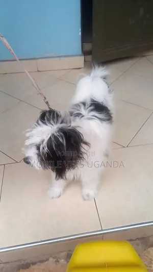 3-6 months Female Purebred Maltese
