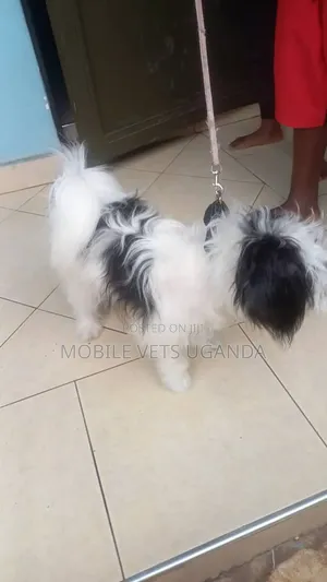 6-12 months Female Purebred Maltese