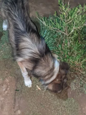 6-12 months Female Purebred German Shepherd