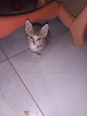 0-1 month Female Purebred Tabby