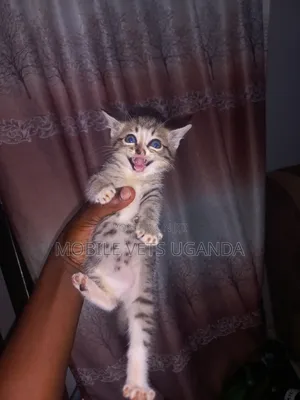 0-1 month Male Purebred Tonkinese