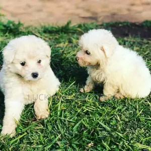 1-3 months Male Purebred Maltese